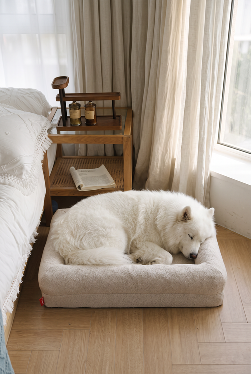A Samoyed asleep on the Billow bed