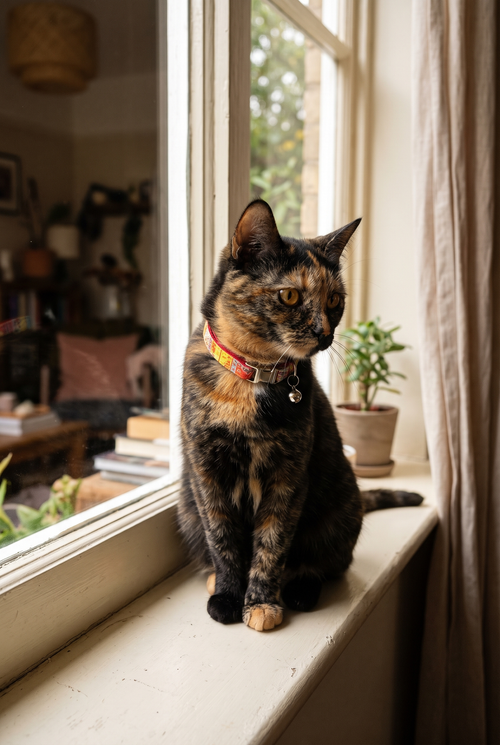 A cat wearing the Bloom floral collar