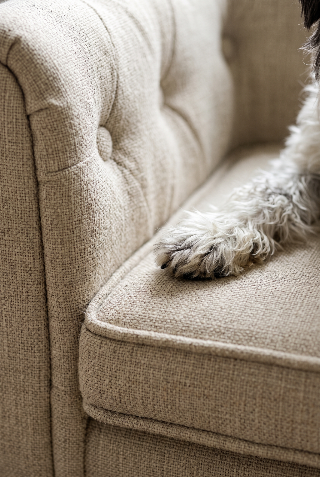 Chester dog sofa button tufting close-up