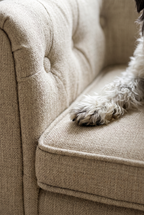 Chester dog sofa button tufting close-up