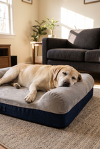 A Labrador resting on the Dream memory foam bed