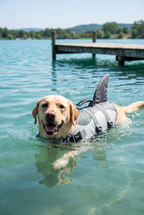 A Labrador swimming in the Fin life jacket