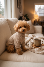 A toy poodle in the Knit dog sweater