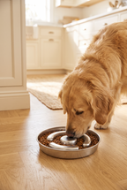 A golden retriever eating from the Pace slow feeder