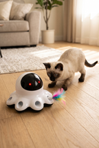 A Siamese cat about to pounce on the Pounce toy