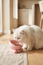 A Persian cat eating from the Purr bowl