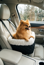 A Pomeranian riding in the Ride car booster seat