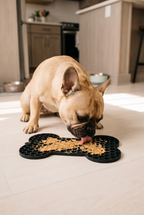 A French bulldog with the Savor lick mat