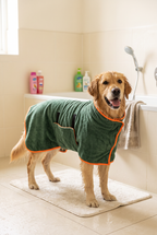 A golden retriever in the Splash bathrobe